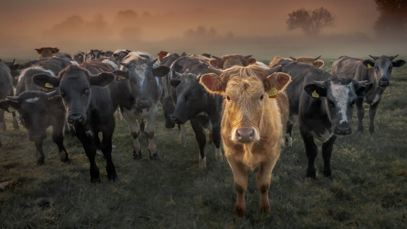 Cow_0064.jpg