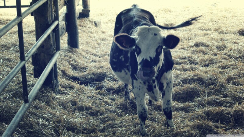 Cow_0067.jpg