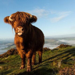 Cow_0074