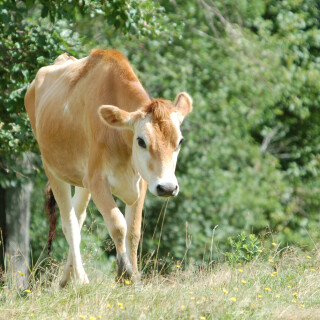 Cow_0075