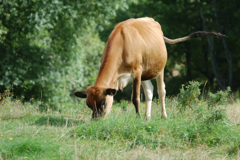 Cow_0081.jpg