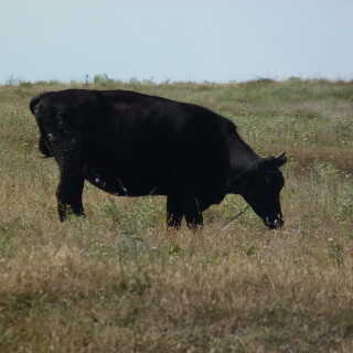 Cow_0084