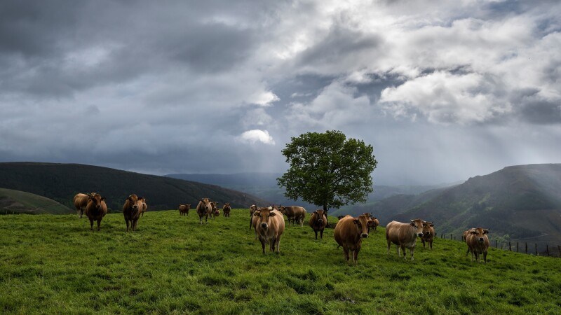 Cow_0094.jpg
