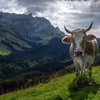 Cow_0095