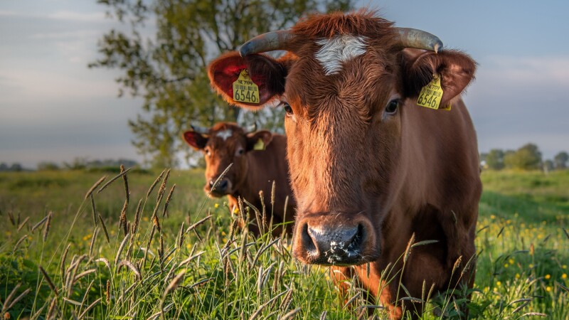 Cow_0097.jpg