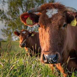 Cow_0097