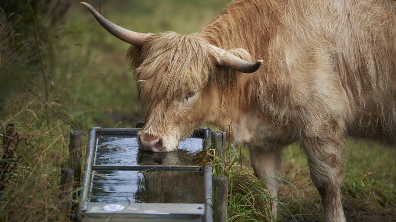 Cow_0099.jpg