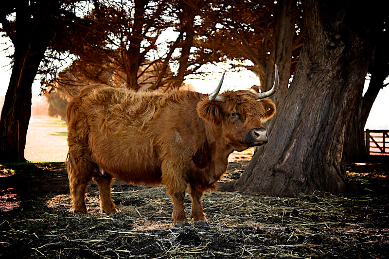 Cow_0107.jpg