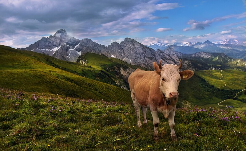Cow_0110.jpg