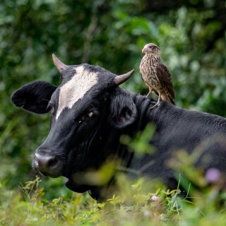 Cow_0113