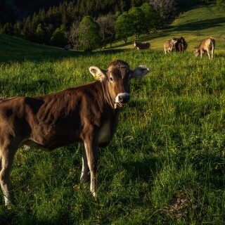 Cow_0117