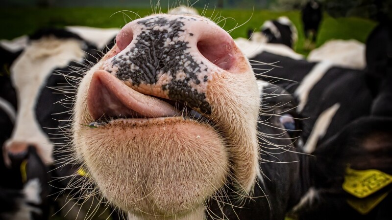 Cow_0119.jpg