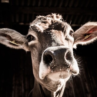 Cow_0126