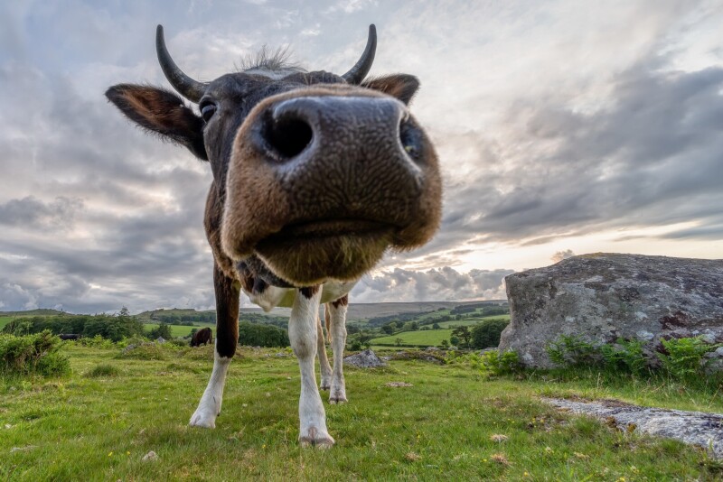 Cow_0128.jpg