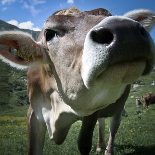 Cow_0132