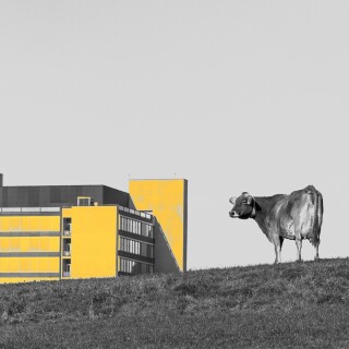 Cow_0135