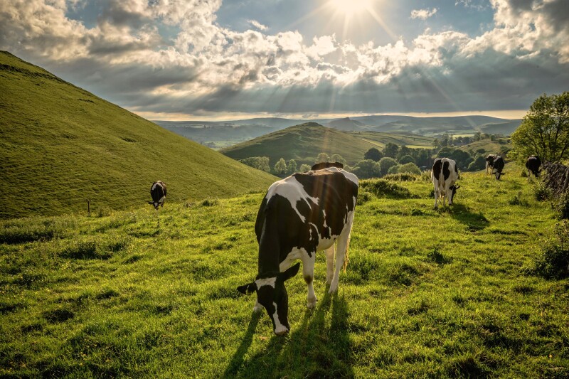 Cow_0136.jpeg