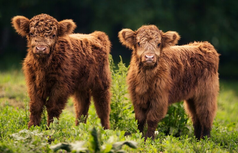 Cow_0137.jpg