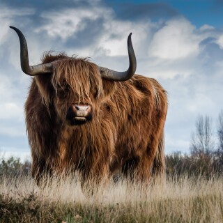 Cow_0144