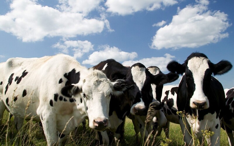 Cow_0152.jpg