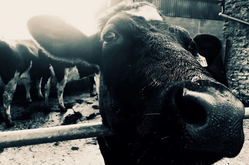 Cow_0155.jpg
