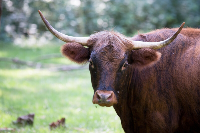 Cow_0157.jpg