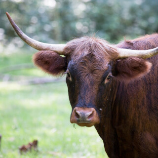 Cow_0157
