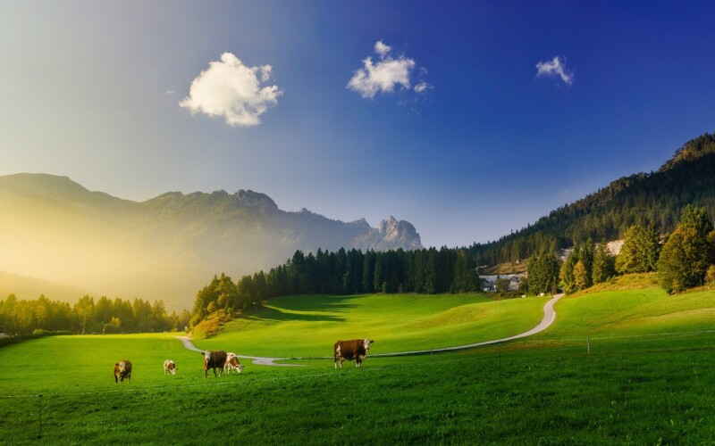 Cow_0159.jpg
