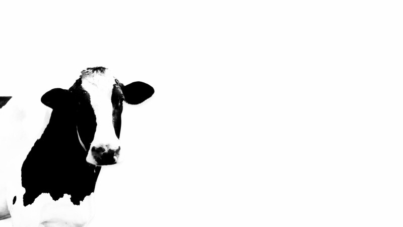 Cow_0161.jpg