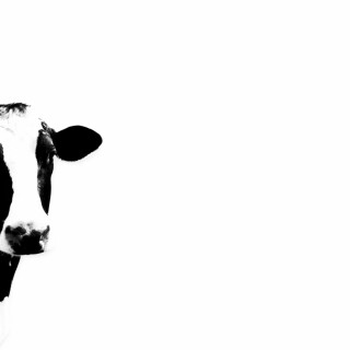 Cow_0161