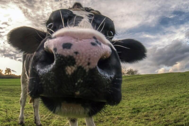 Cow_0162.jpg
