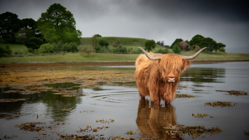 Cow_0163.jpg