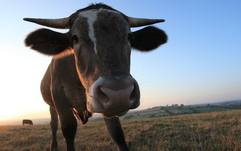 Cow_0164.jpg