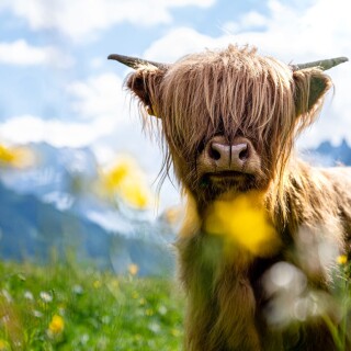 Cow_0167