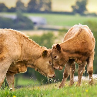Cow_0170