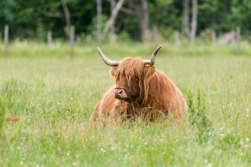 Cow_0177.jpg