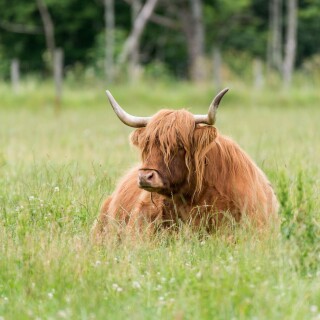 Cow_0177