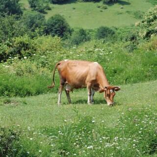 Cow_0180