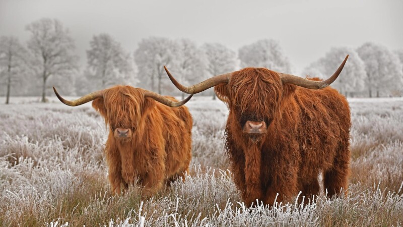 Cow_0181.jpg