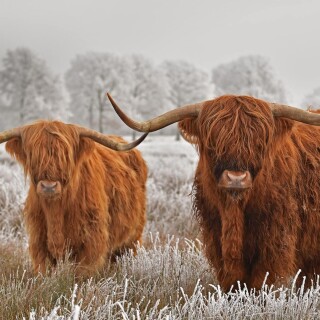 Cow_0181