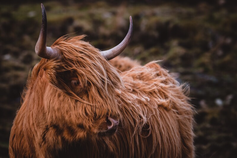 Cow_0187.jpg