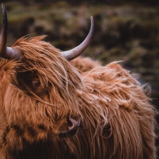 Cow_0187