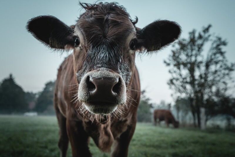 Cow_0189.jpg