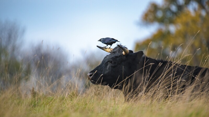Cow_0191.jpg