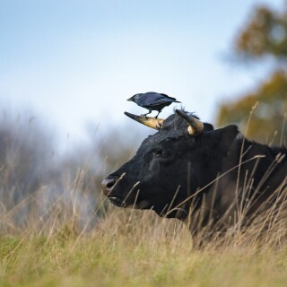 Cow_0191