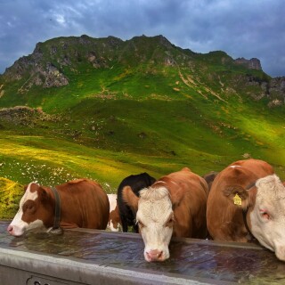 Cow_0193