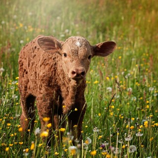 Cow_0195
