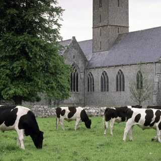 Cow_0203