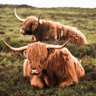 Cow_0209
