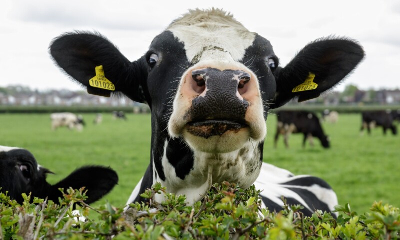 Cow_0213.jpg